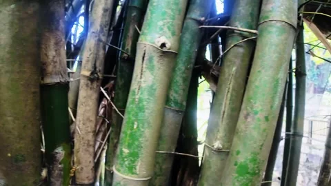 Video of bamboo trees in a forest Video stock 332987480