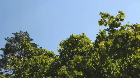 Video base Video stock 93129712