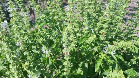 Video with basil during summer. In Romania Stock Footage 340167300