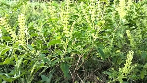 Video of Basil Plants, full color. Stock Footage 242346143