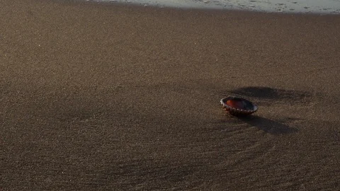Video on the beach of Port Ginesta of the waves over a shell. Stock Footage 124470342