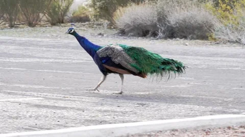 Video of a Beautiful Blue Peacock Walking Stock Footage 323771437