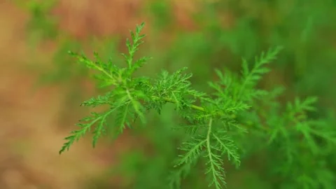 A video of a beautiful branch swaying in the wind, with young green leaves .. Stock Footage 336662759