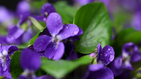 Video of beautiful forest violets Stock Footage 305783702
