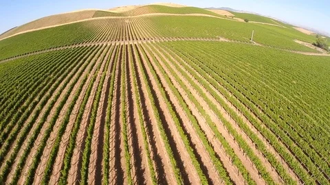 Video of beautiful napa vineyard. Stock Footage 89988560