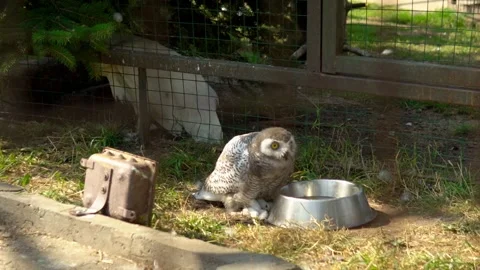 In this video, a beautiful owl is standing inside its enclosure at the zoo, in Stock Footage 240581038