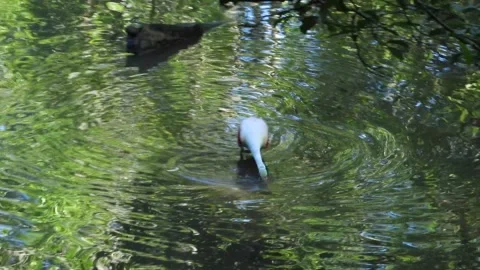 A video of a beautiful Rosetta Spoonbill on a lunch search for food in the swamp Stock Footage 340301335