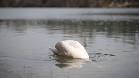Video of beautiful swan on the river Stock Footage 106061727