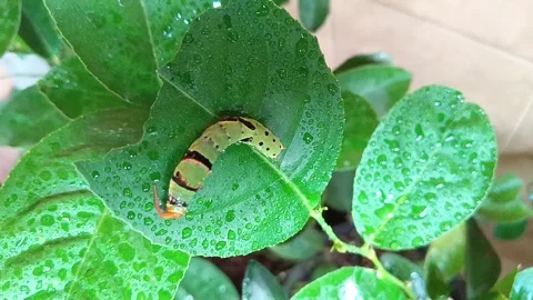 Video The Beauty of a Caterpillar on a Leaf: Unveiling a Fascinating Small Life3 Video stock 289290153