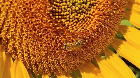 Video of a bee in the center of a sunflower Stock Footage 340476826
