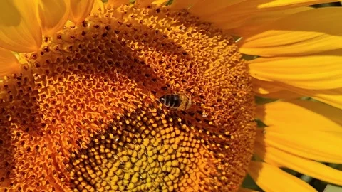 Video of a bee in the center of a sunflower Stock Footage 340476828