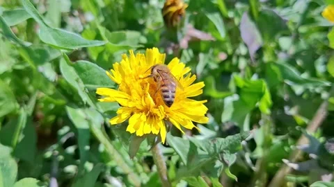 Video with a bee on a dandelion flower in the spring. 4K Stock Footage 306547709