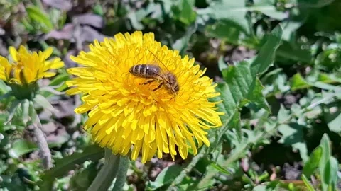 Video with a bee on a dandelion flower in the spring. 4K Stock Footage 306547710