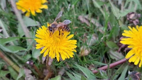 Video with a bee on a dandelion flower in the spring. 4K Stock Footage 307019061