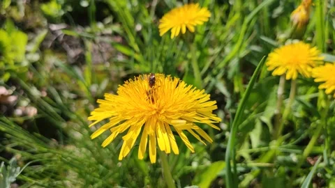 Video. the bee pollinates the dandelion flower and flies away. close up. Stock Footage 130182761