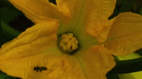 Video of a bee who sits down on the blossoming pumpkin Stock Footage 58334631