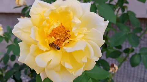 Video of a bee on a yellow rose. 4k Stock Footage 283177910