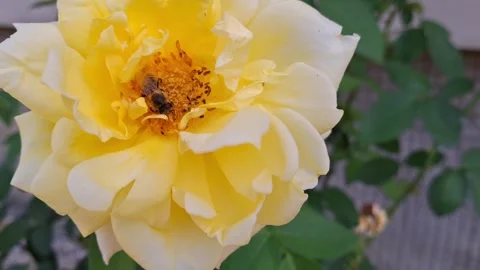 Video of a bee on a yellow rose. 4k Stock Footage 283177911