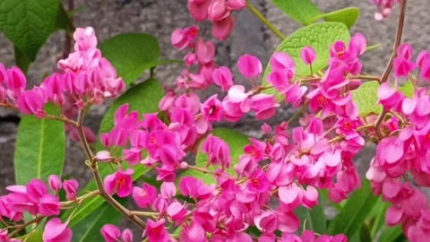 Video of bees flying around looking for nectar in pink flowers Stock Footage 325150074