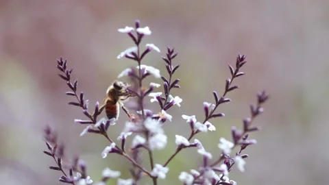 Video of bees taking pollen from the flowers of a plant. Stock Footage 234149693