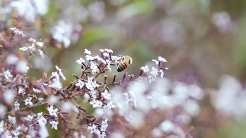 Video of bees taking pollen from the flowers of a plant Stock Footage 234149694