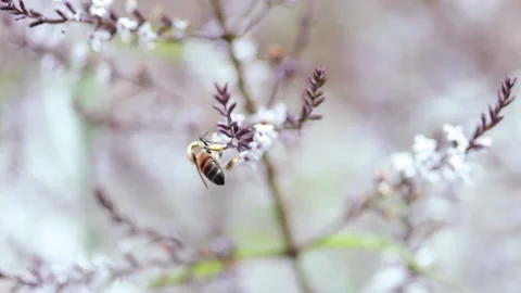 Video of bees taking pollen from the flowers of a plant. Stock Footage 234149711