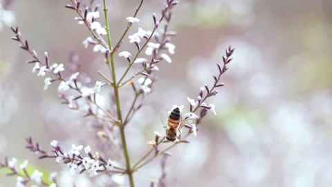 Video of bees taking pollen from the flowers of a plant. Stock Footage 234149713