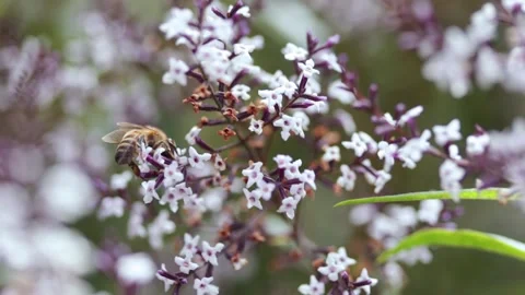 Video of bees taking pollen from the flowers of a plant. Stock Footage 234149718