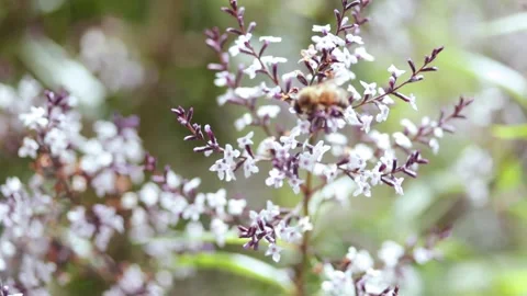 Video of bees taking pollen from the flowers of a plant. Stock Footage 234149731