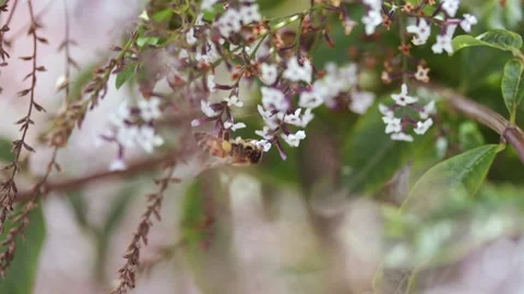 Video of bees taking pollen from the flowers of a plant. Stock Footage 234154467