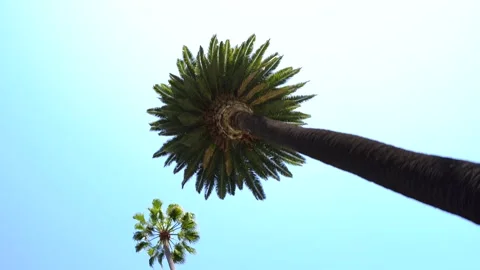 Video from below on the crowns of palm trees in Los Angeles, California Stock Footage 153039730