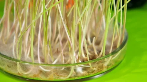 Video from a biochemical laboratory. Stock Footage 123818730