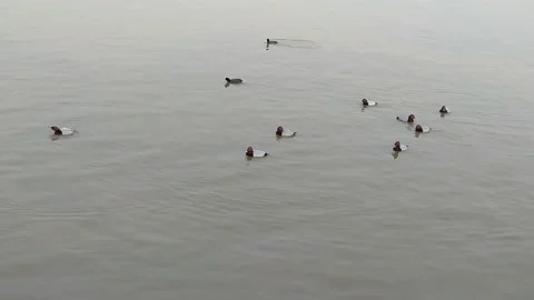 A video of bird in a lake. Stock Footage 147498698