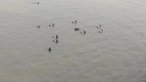 A video of bird in a lake. Video stock 147498711