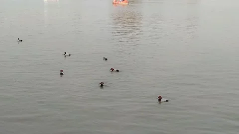A video of bird in a lake. Stock Footage 147498746