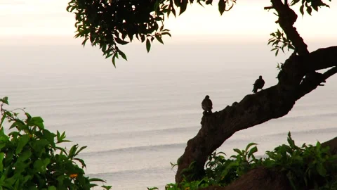 Video of birds standing on a tree in front of the sea. Stock Footage 236274574