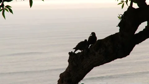 Video of birds standing on a tree in front of the sea. Stock Footage 236274587