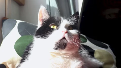 Video of a black and white cat laying in the sun. Stockbeeldmateriaal 332801685