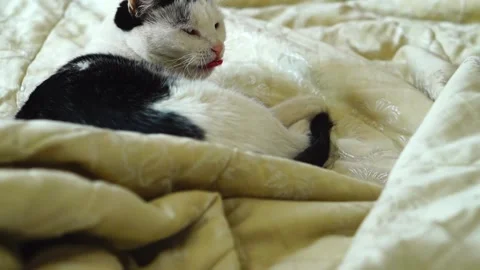 Video of a black and white cat lying on its side on the bed, yawning and th.. Stock Footage 336673299
