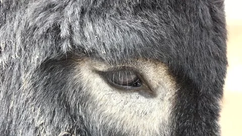 Video of a black donkey on a farm Video stock 238513108