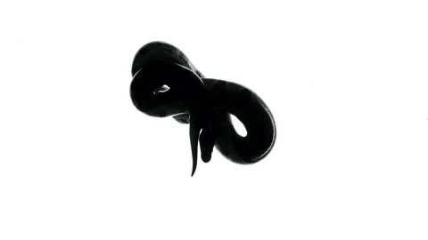 Video of black python silhouette on white, camera from bottom Video stock 153861339