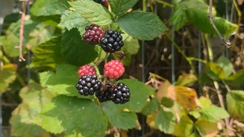 Video with blackberries in the summer Stock Footage 247621593