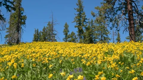 Video of Blooming Arrowleaf Balsamroot Wildflowers in the Cascade Mountains, 4K Stock Footage 273953204