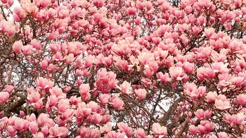 Video with blooming magnolia tree in the spring. In Romania Stock Footage 305404398