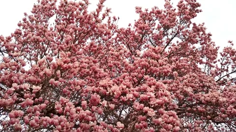 Video with blooming magnolia tree in the spring. In Romania Stock Footage 305404413