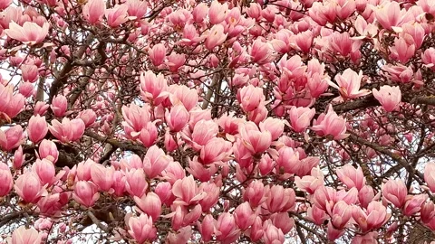 Video with blooming magnolia tree in the spring. In Romania Stock Footage 305404414