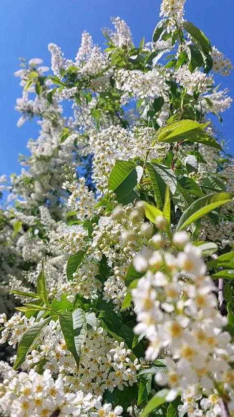 Video of blooming Prunus padus, known as bird cherry Stock Footage 167481082