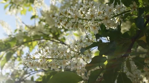 Video of blooming Prunus padus, known as bird cherry Stock Footage 292729991