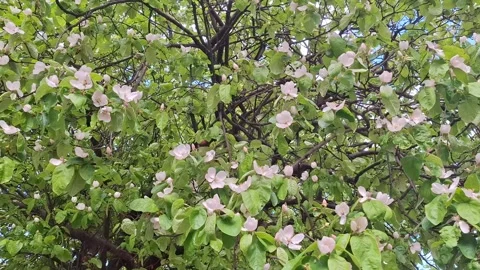 Video with a blooming quince tree. 4K Stock Footage 333329963