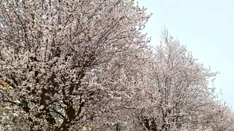 Video of blooming trees during spring. In Baia Mare city, Romania Stock Footage 305092669